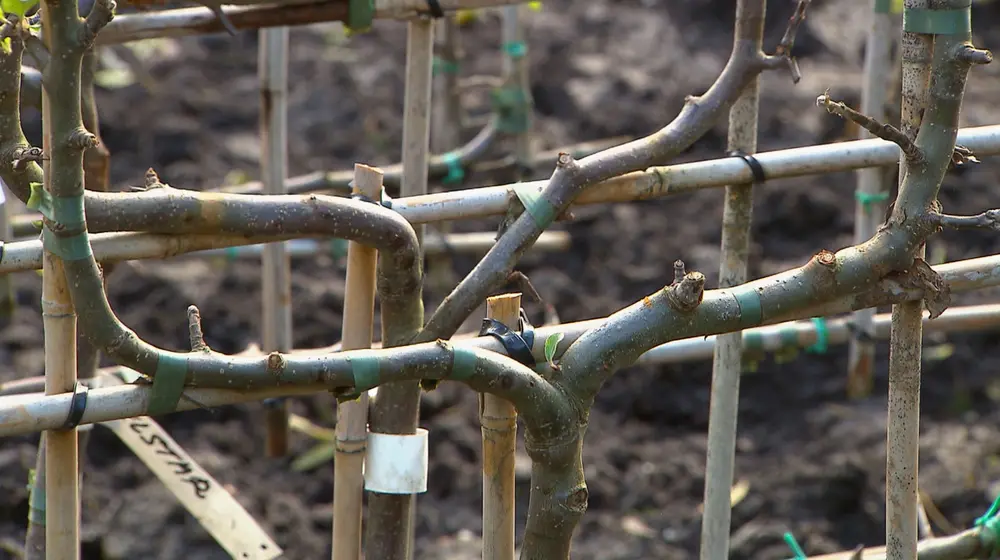 geleide fruitbomen