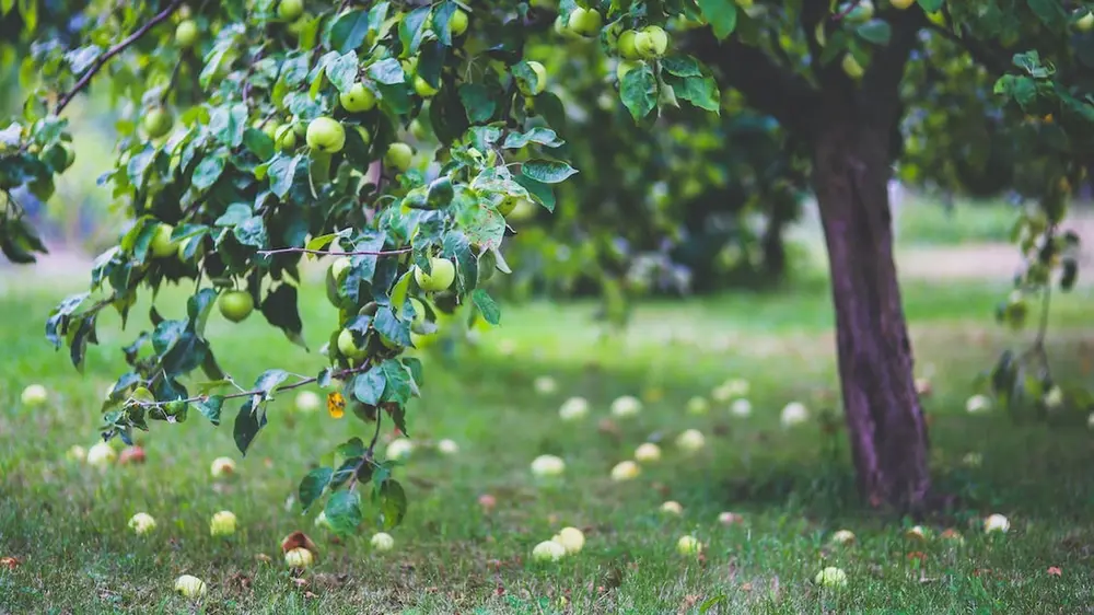 szfeerfoto van appelboom