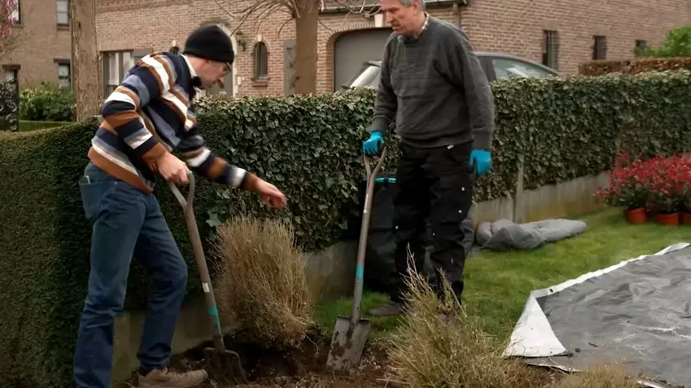 oude buxussen uitdelve