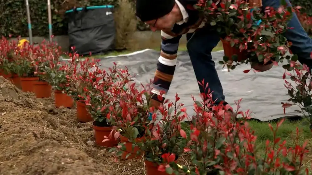 photinia little red robbion