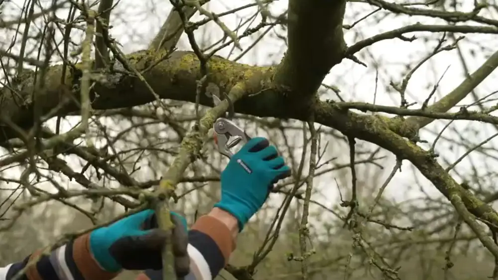 bomen snoeien met snoeischaar