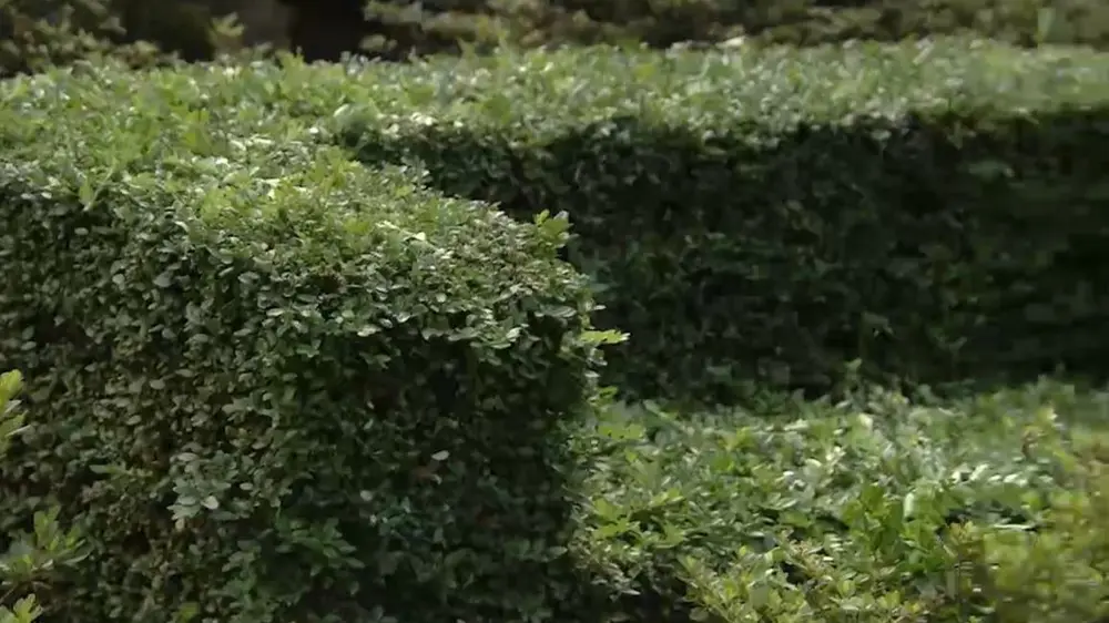 buxushaag planten