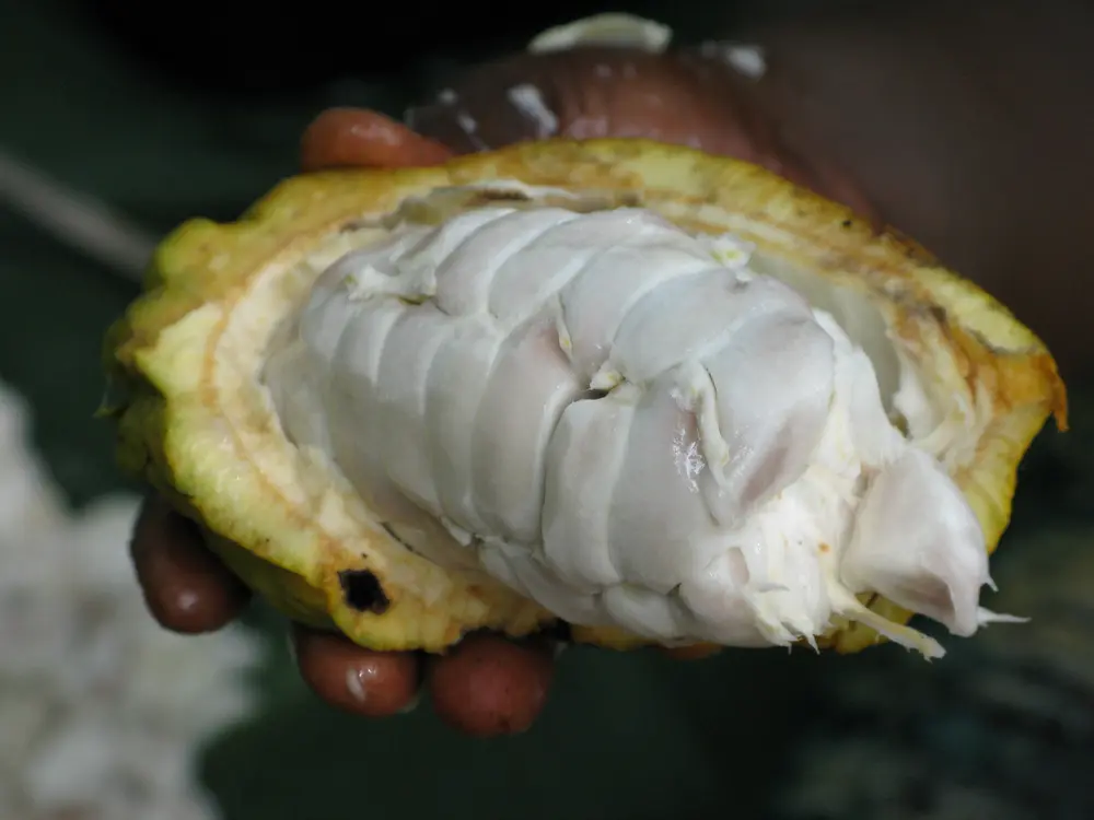 cacaobonen