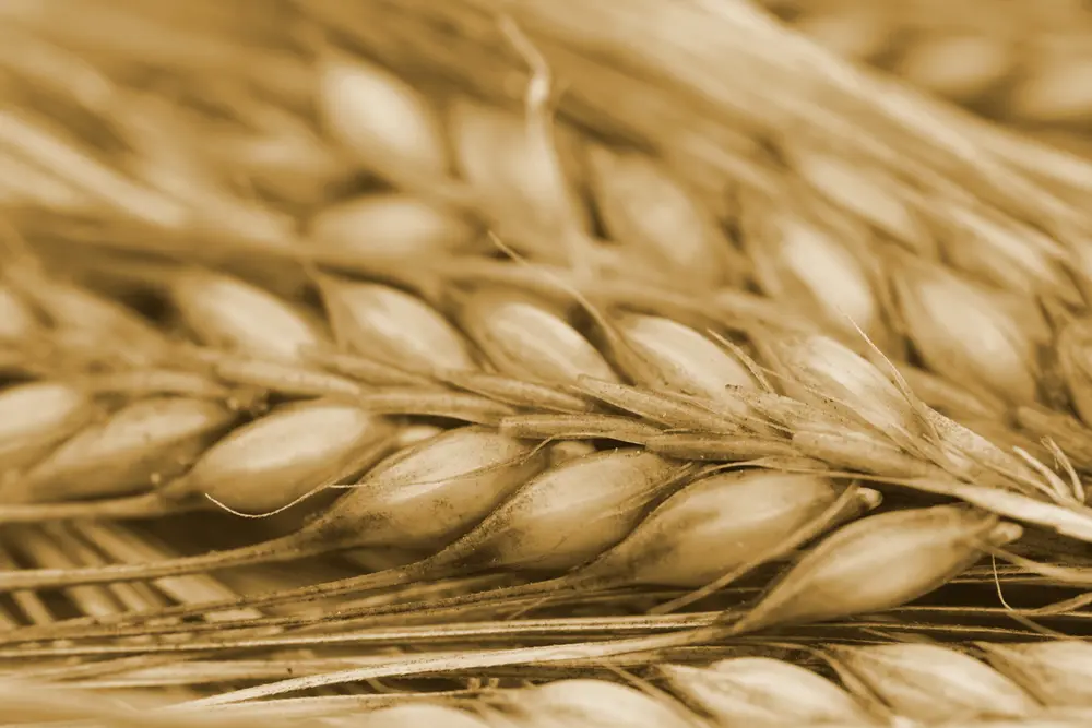 alternatieven voor cacaopoeder: gerst