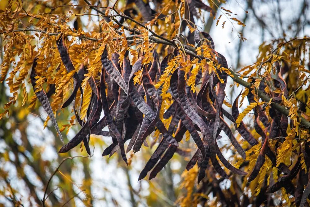 Alternatieven voor cacaopoeder: carob fruit
