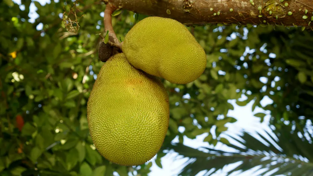 Alternatieven voor cacaopoeder: jack fruit