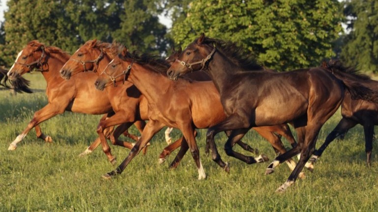 Europese paarden (Velda)