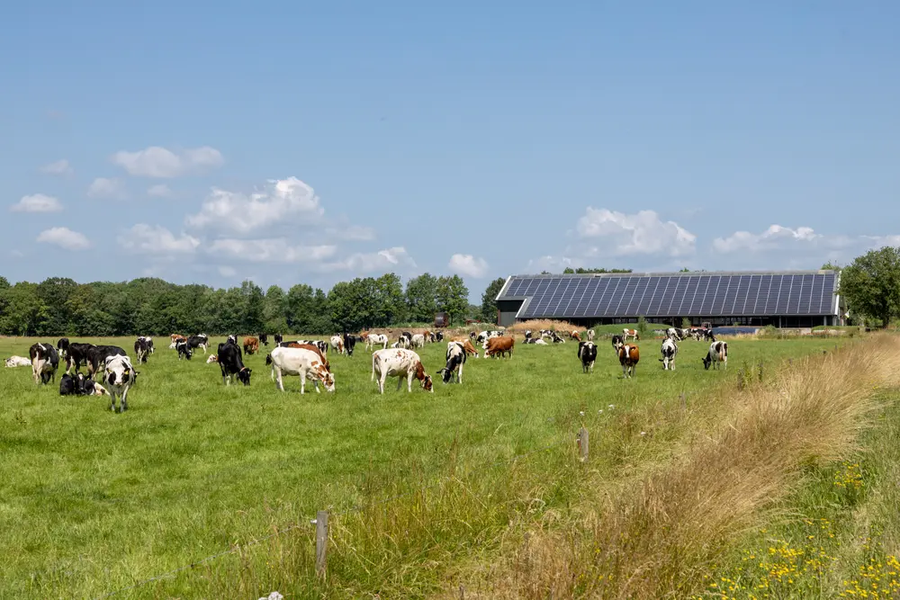 FrieslandCampina en Mars