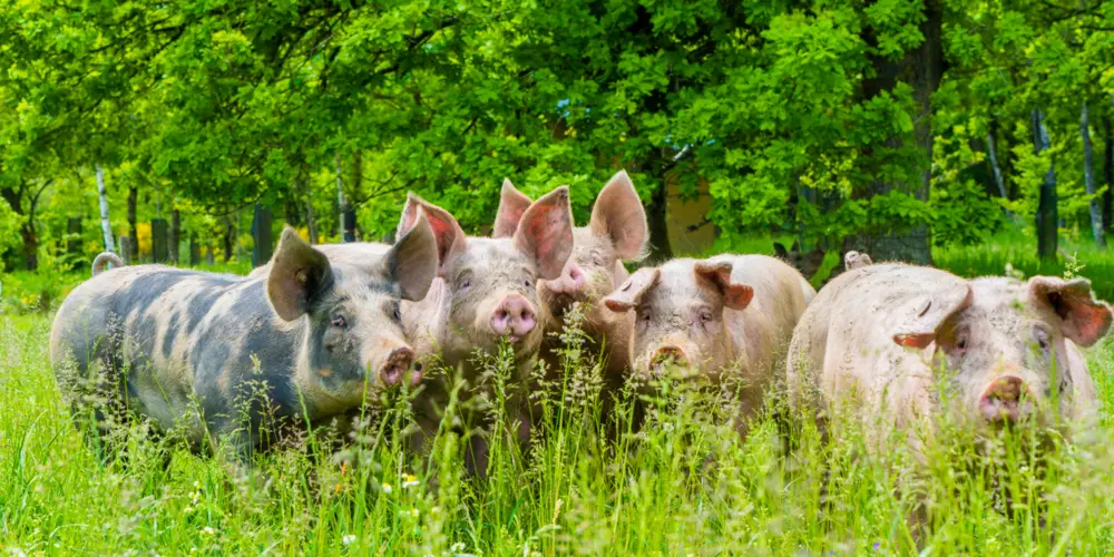 Porcs Qualité Ardenne