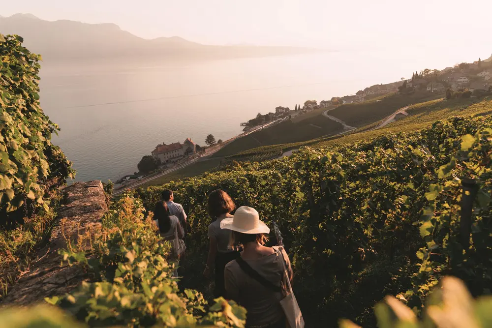 winetasting chexbres vaud
