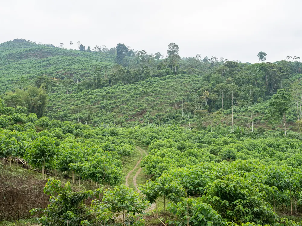 een plantage in Ecuador