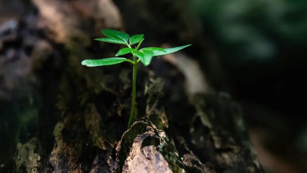 het gebruik van enzymen kan op veel verschillende manieren bijdragen aan een groenere toekomst.