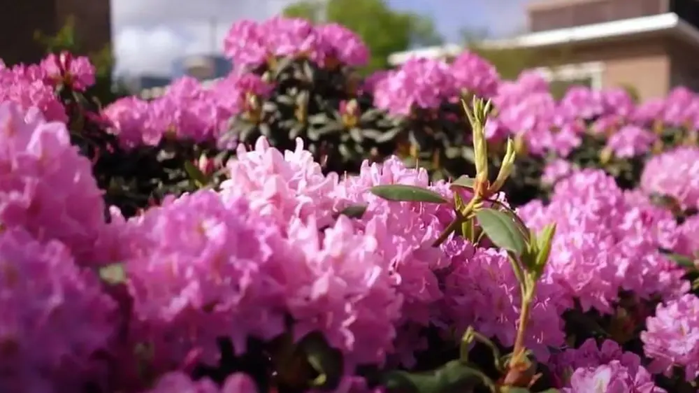 haagplant rhododendron