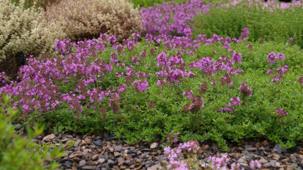 kruiptijm in de tuin