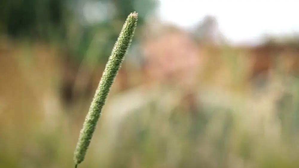 diversiteit planten droogte