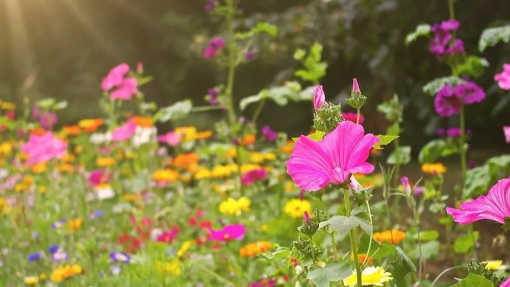 kopfoto bloemenweide