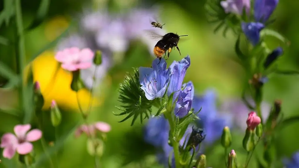 bloemenweide stekre opmars