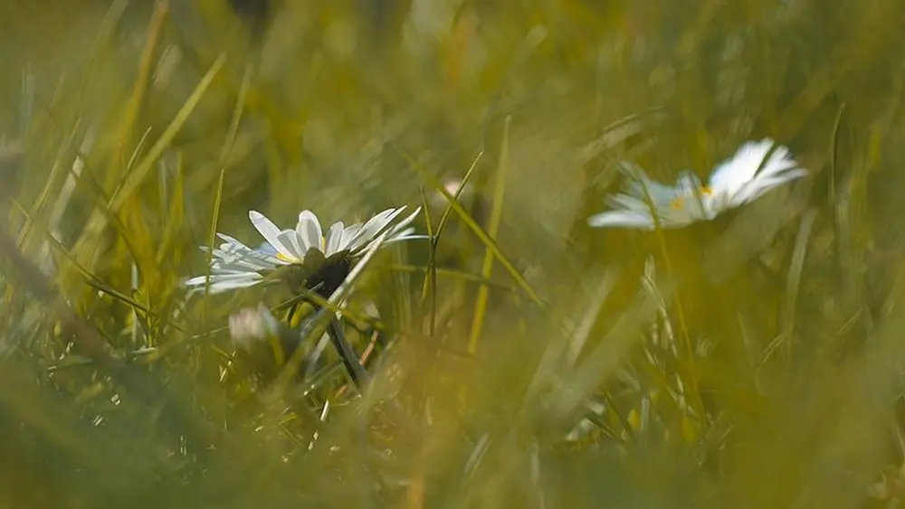 bloemenweide met of zonder gras