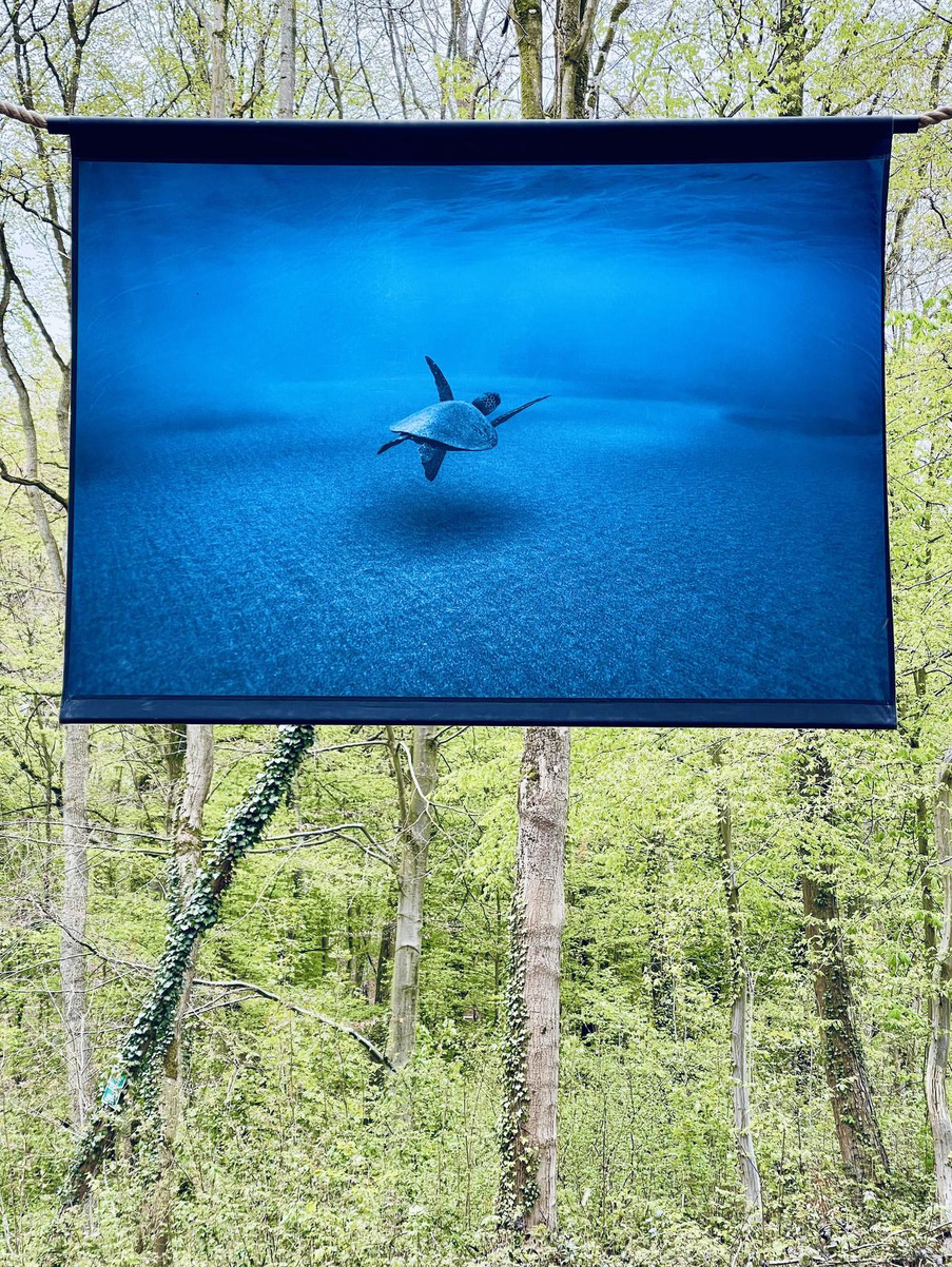 Silly: des visions océanes au milieu d'une mer... d'arbres