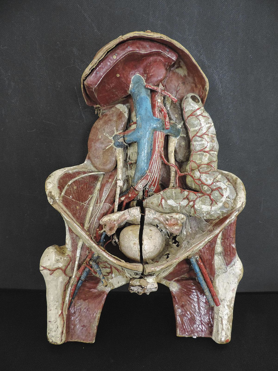 Een vrouwenbekken in papier maché.