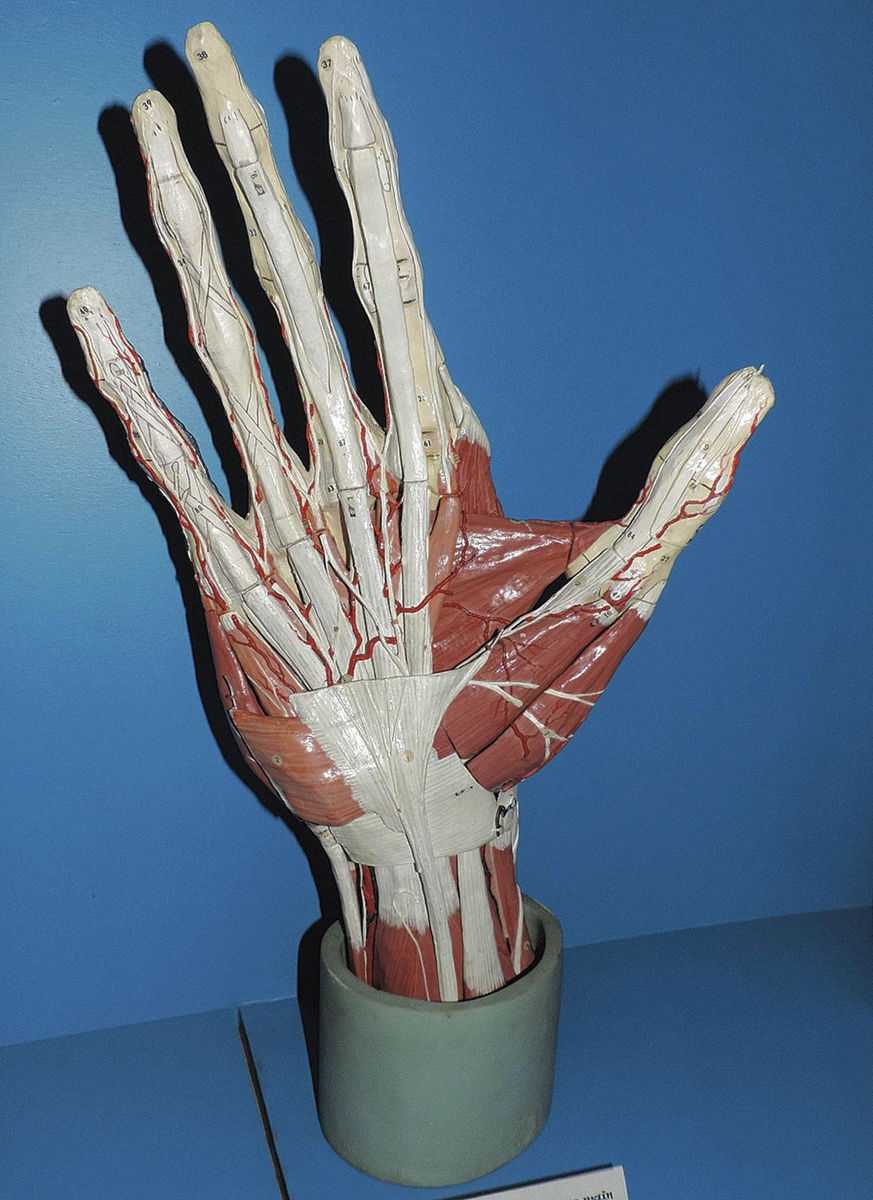 De modellen waren voorzien van anatomische nummers met bijhorende wetenschappelijke namen.