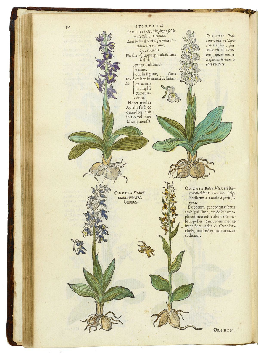 Uit de botanische atlas van Matthias de L'Obel, zonder meer een meesterwerk.