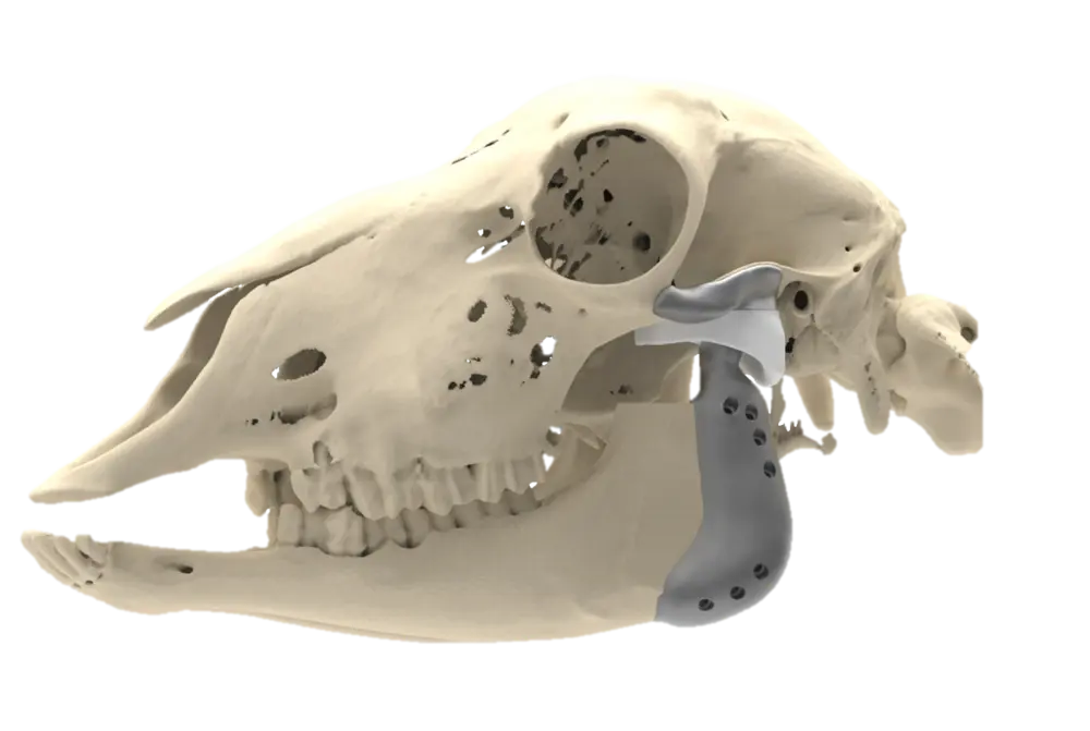 La prothèse en version ovine : neuf mois de rumination animale valent bien 22 ans de mastication humaine.