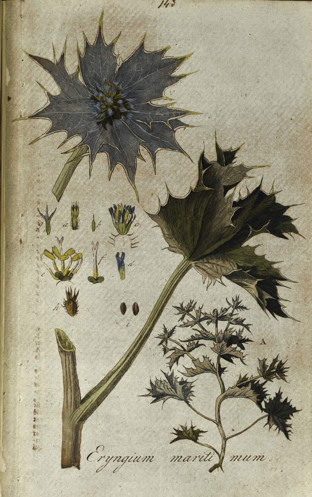 Blauwe Zeedistel