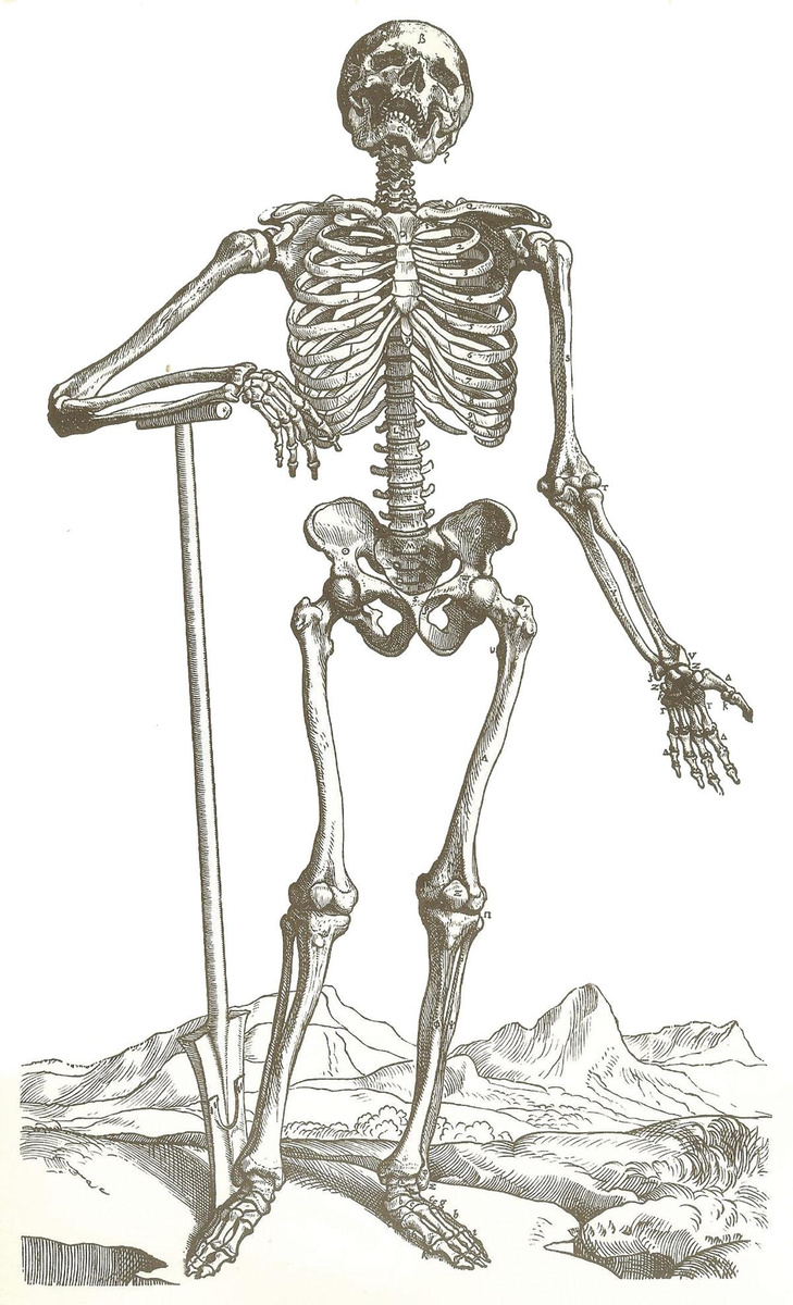 Een skeletfiguur uit de eerste Fabrica-editie van 1543.