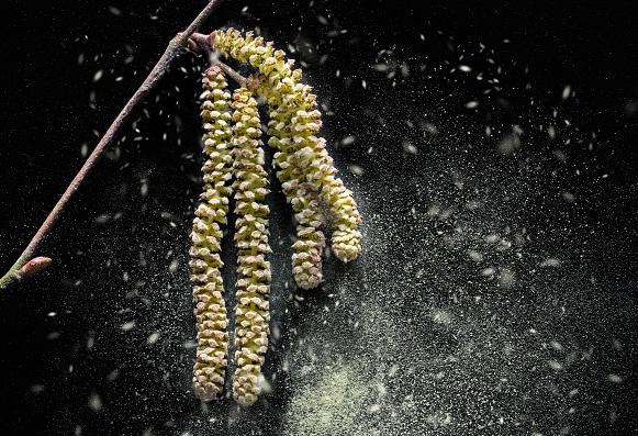 Méfiance, il y a (déjà) du Corylus avellana dans l'air...