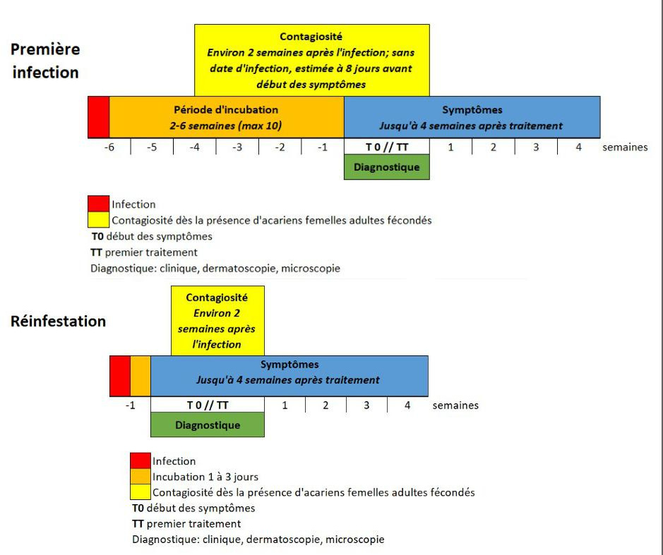 Comment traiter, et quand déclarer, un cas de gale?