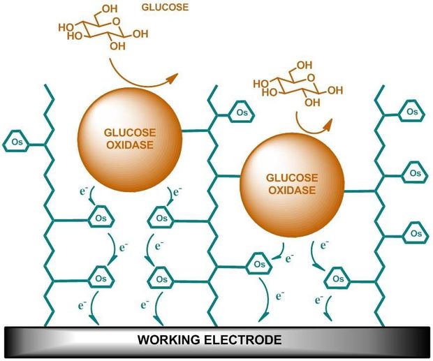 Continue glykemiecontrole: wetenschappelijke basis