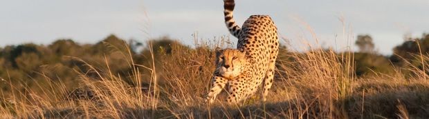 Medisch Multidisciplinair Symposium Zuid-Afrika : 29 oktober - 14 november 2016