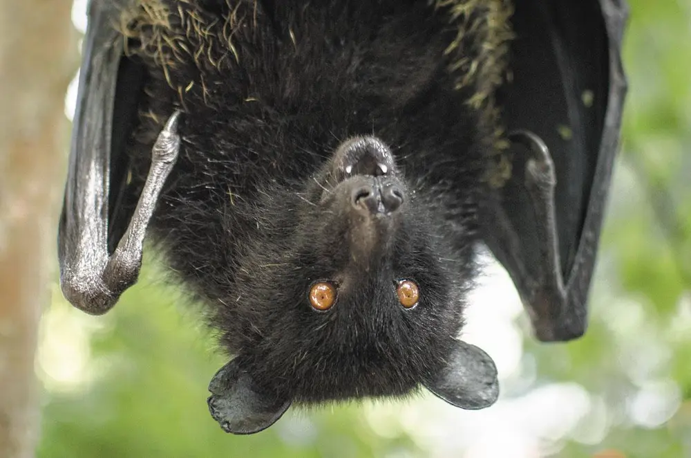 La conscience phénoménale, elle, a trait aux sensations que nous éprouvons, à ce que le philosophe Thomas Nagel appréhenda comme "l'effet que cela fait" à travers un célèbre article intitulé What is it like to be a bat ?