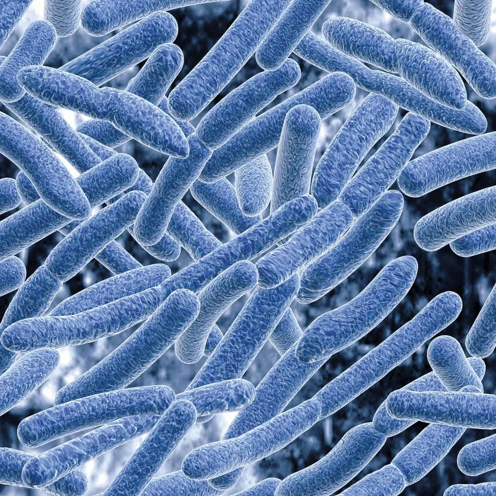 De intestinale microbiota is opgebouwd uit 40.000 miljard micro-organismen die duizenden metabolieten produceren en in symbiose leven met hun gastheer.
