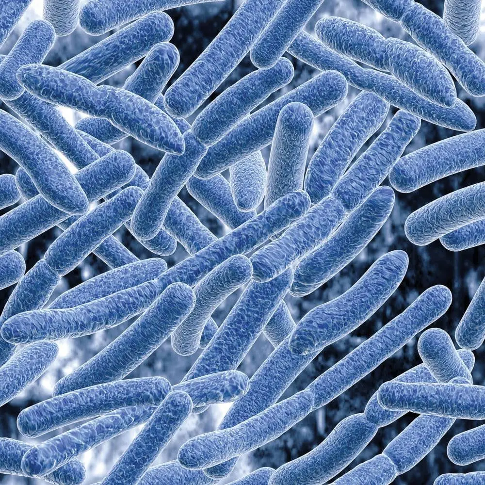 Le microbiote intestinal est constitué de 40 000 milliards de microorganismes produisant des milliers de métabolites et vivant en symbiose avec leur hôte.