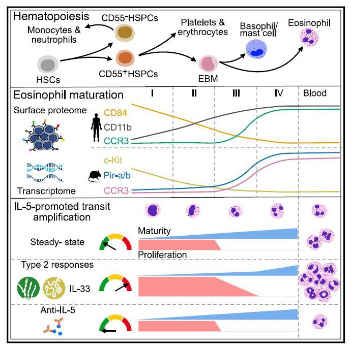 ULiège : le rôle véritable de l'Interleukine-5
