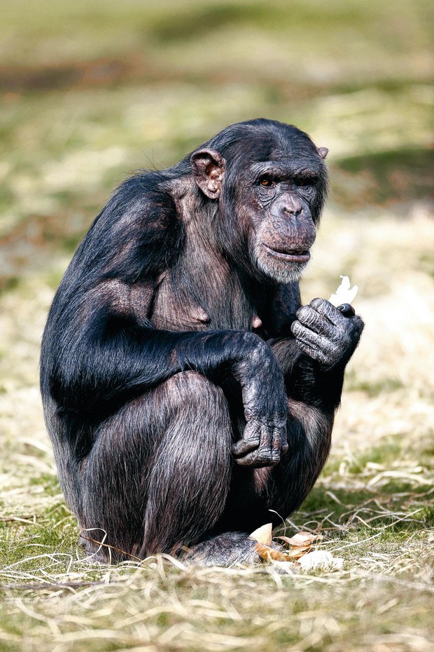 Mensen kregen 12 vragen over hun wereldbeeld te beantwoorden. Gemiddeld hebben ze twee van de twaalf juist. Chimpansees zouden, willekeurig kiezend, vier van de twaalf juist hebben, merkt Rosling op.