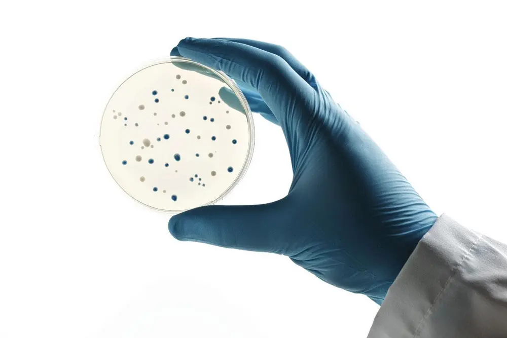 La Belgique veut guider l'UE dans la lutte contre l'AMR