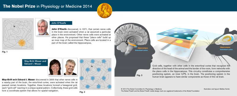 Les concepteurs du " GPS cérébral " reçoivent le Nobel 2014