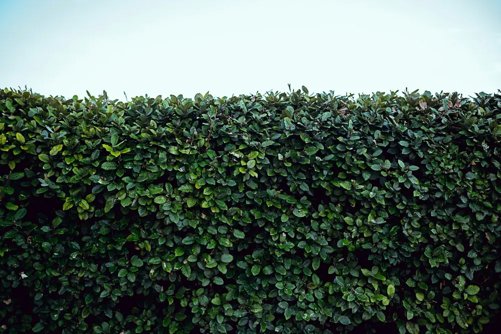 Haagplanten gardenpro