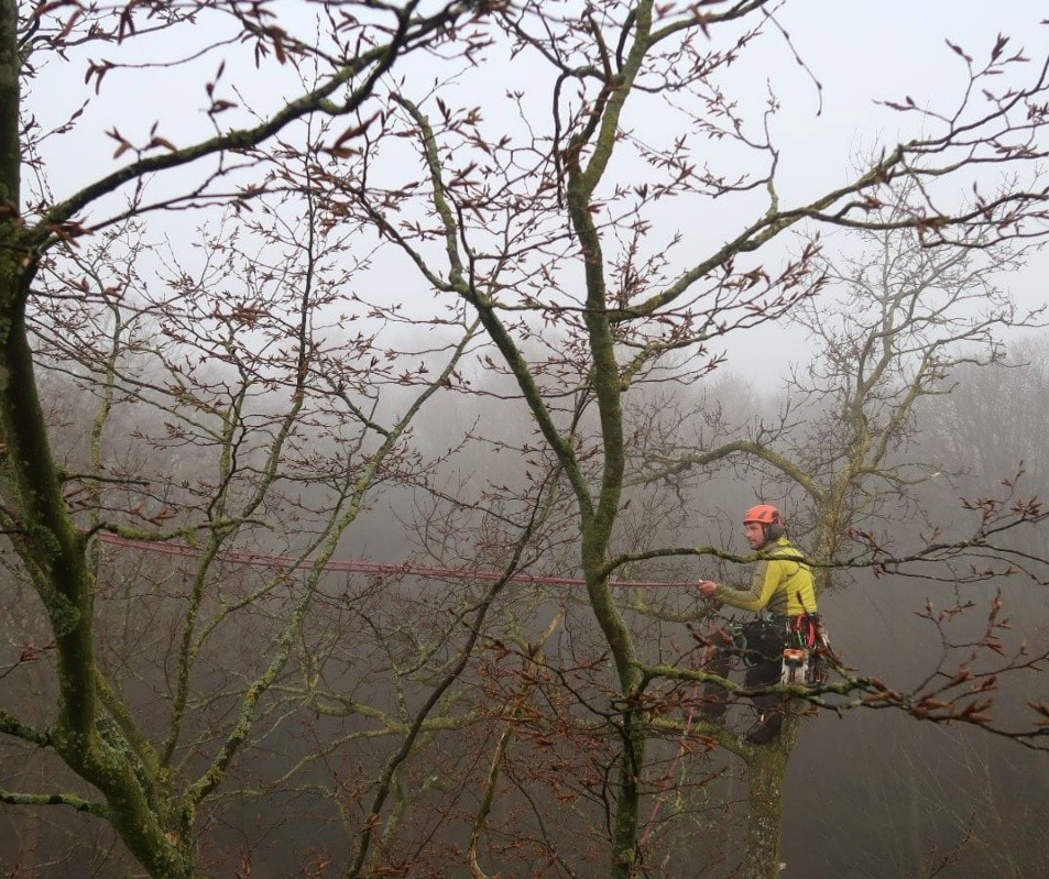 veterane bomen snoeien