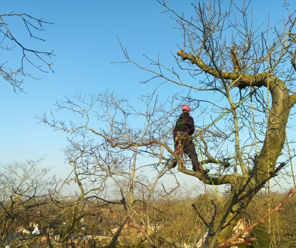 veterane bomen snoeien2