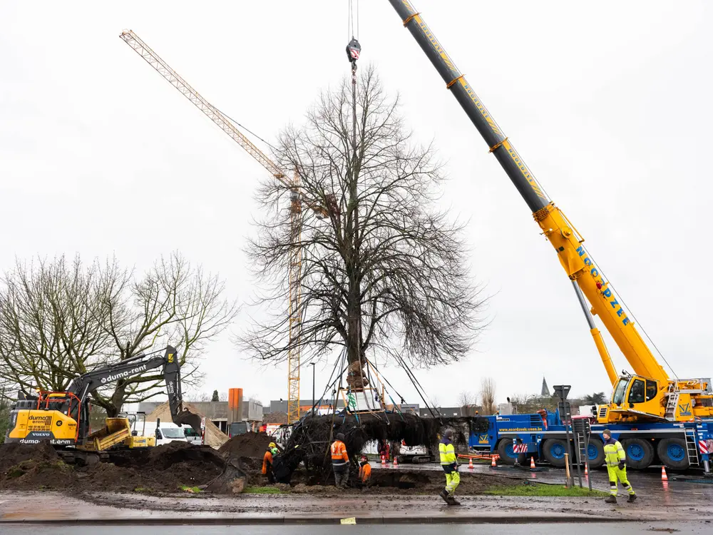 Foto bomen snoeien gardenpro