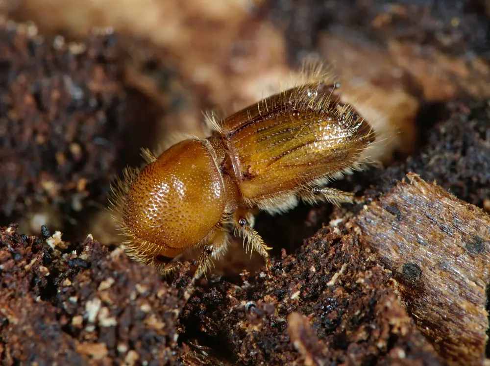 Ips typographus kever