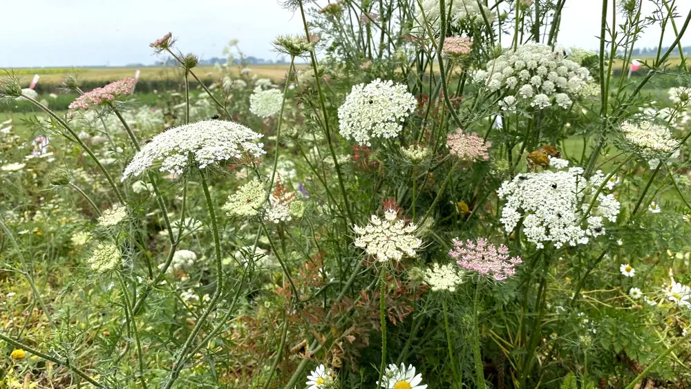 Bloemenweides Advanta