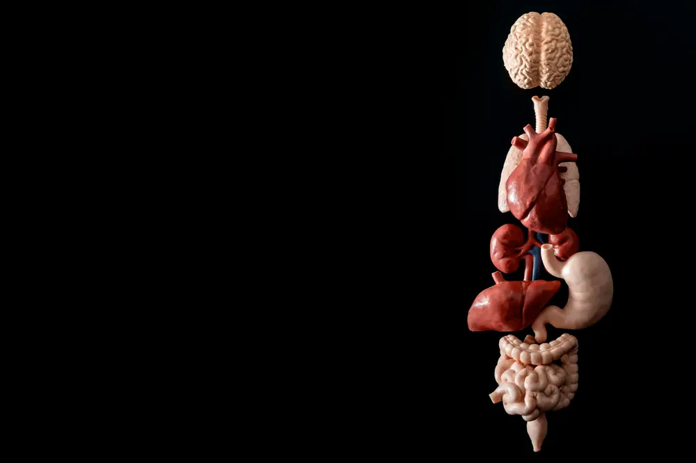 axe cerveau intestin