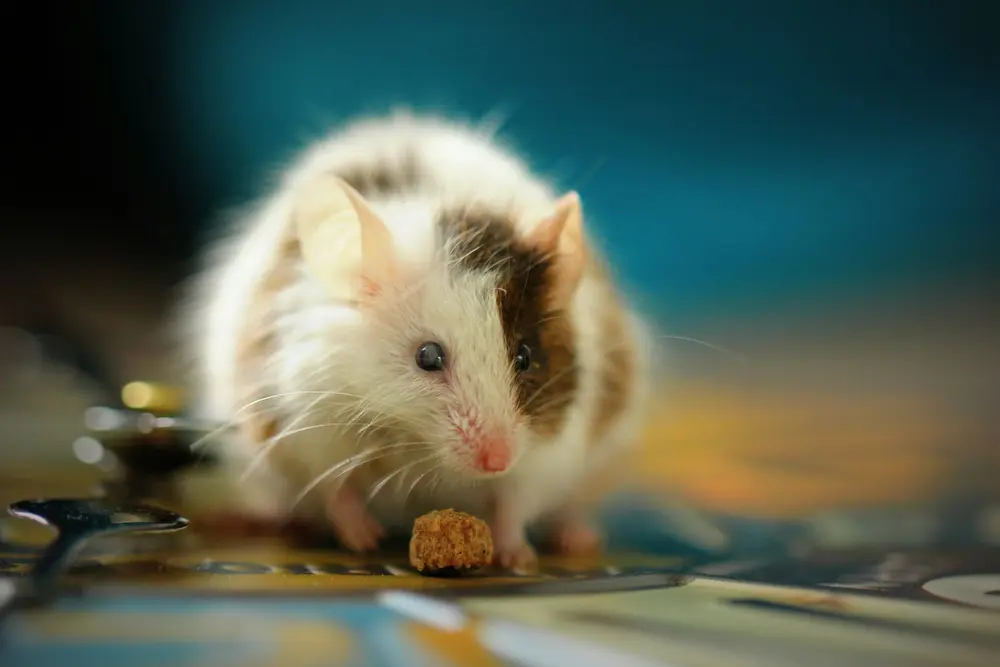 Muis rodenticiden retail
