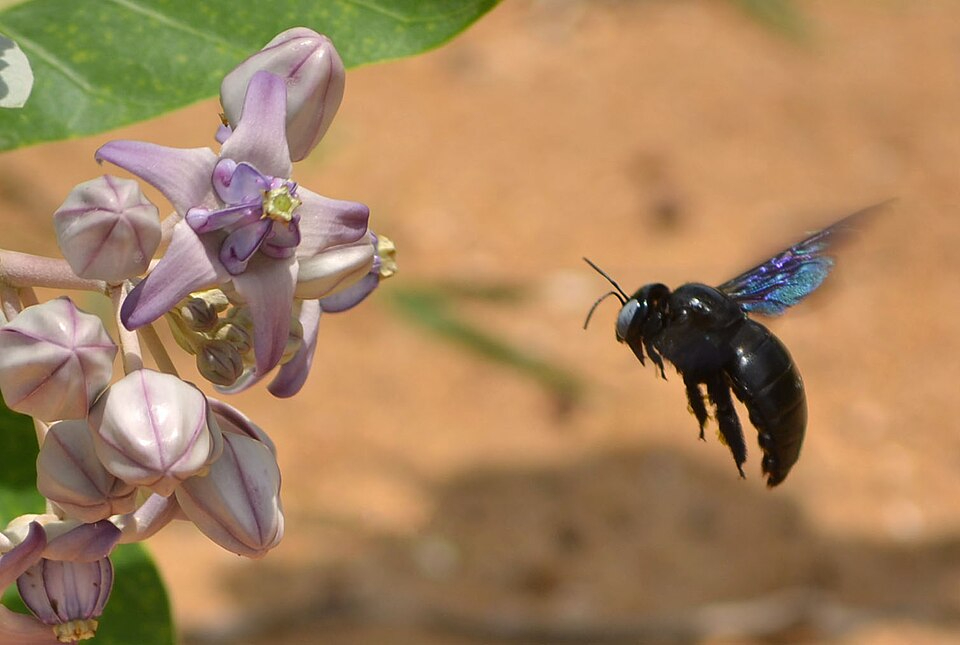 blauwzwarte houtbij