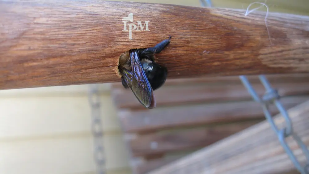 blauw-zwarte houtbij